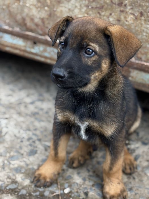 Цуценя карамельного окрасу хлопчик