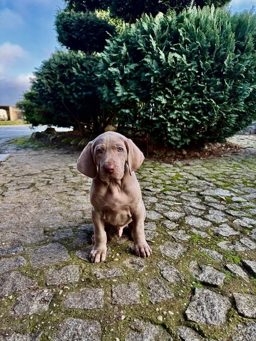 Wyżeł Weimarski Krótkowłosy/Rodowód