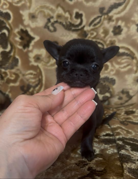 Крихітка на долоньку.Супер міні дівчинка.