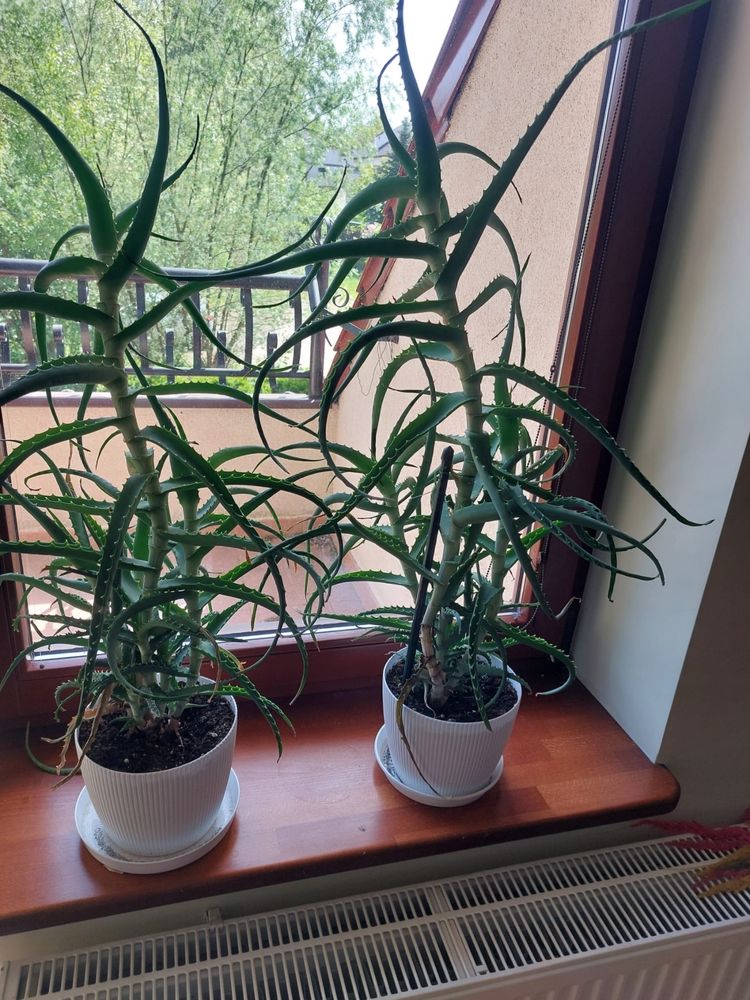 Aloes w doniczce 6 sztuk