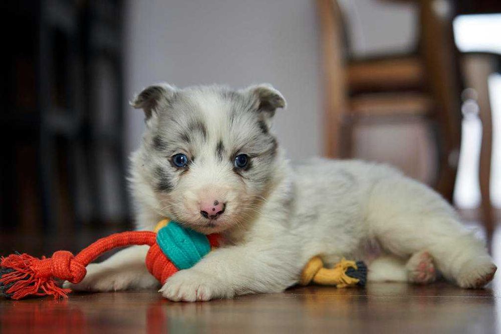 Wspaniały szczeniak Border Collie blue merle Charlie.
