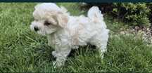 Maltipoo suczka  maltańczyk/ pudel