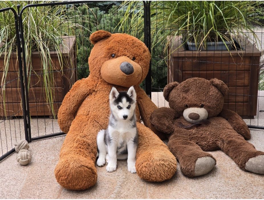 Siberian Husky-śliczna niebieskooka suczka