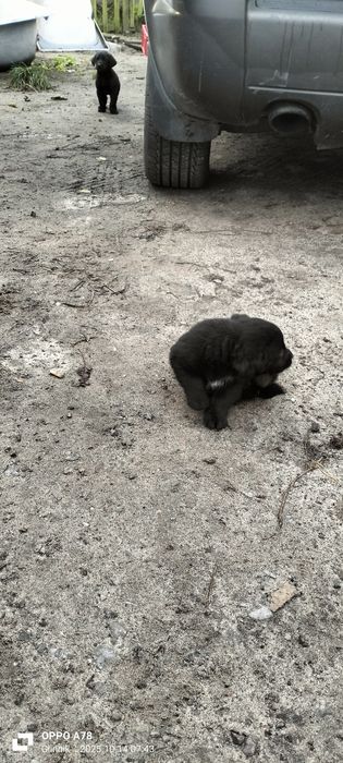 Pieski i suczki matka labrador