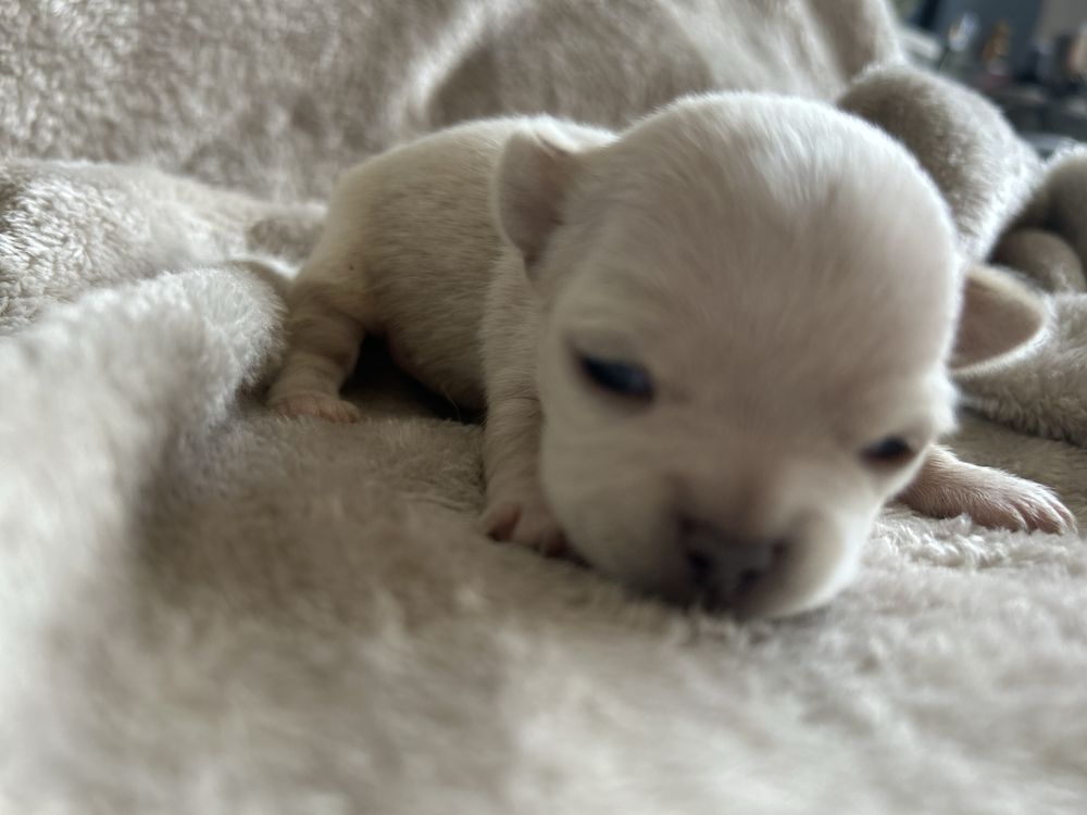 Piesek Chihuahua ecru
