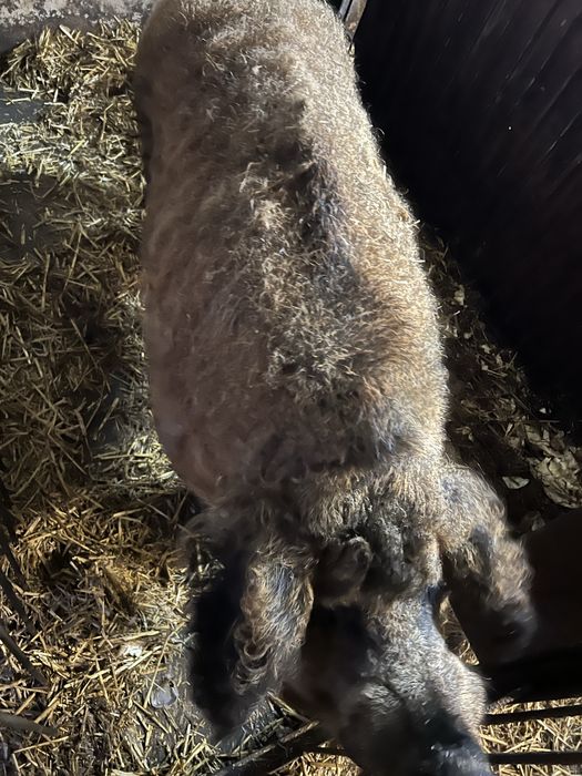 Świnia Mangalica knur