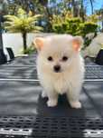 Spitz Lulu da Pomeranea menino