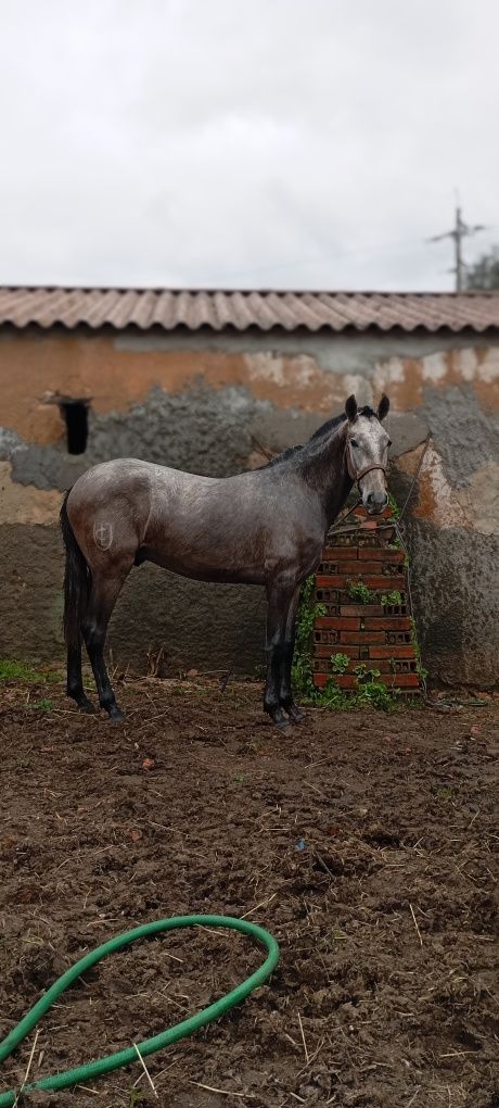 Poldro lusitano livro azul 26 meses grande 1,60cm ainda cresce mais