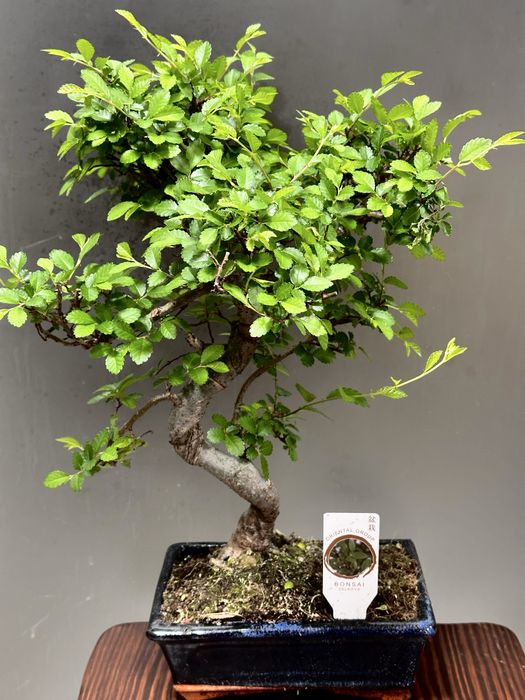 Бонсаі. Доставка по Украіні.