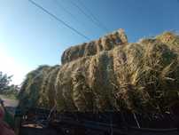Продам сіно в наявності дуже багато