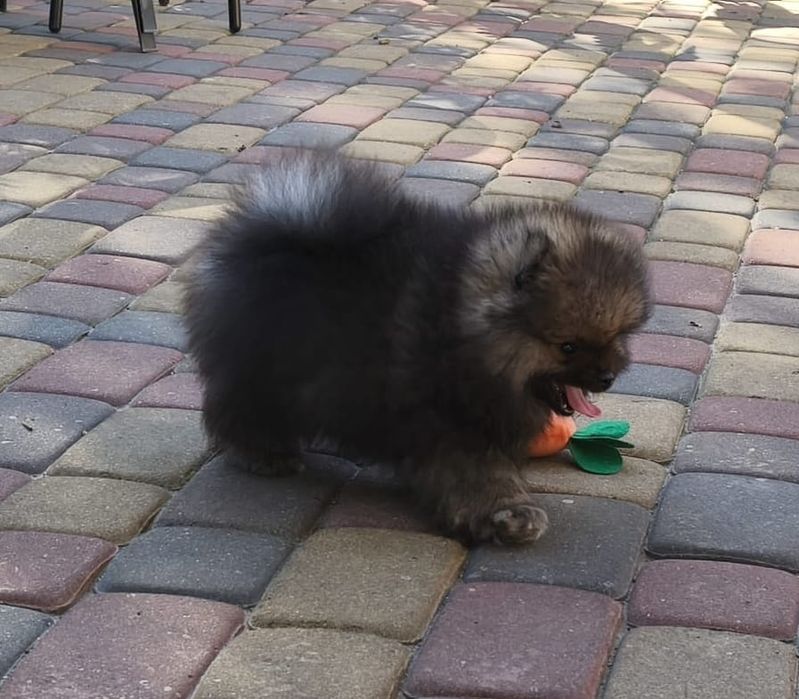 Szpic miniaturowy pomeranian