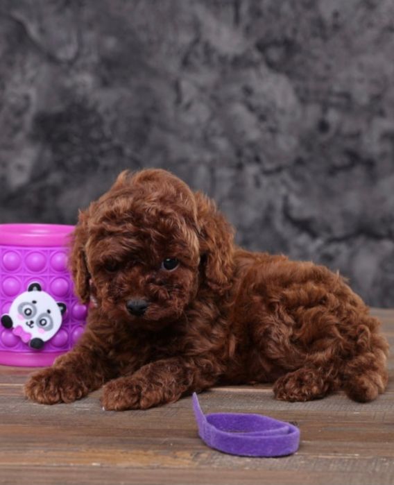 Ekskuzywna Suczka Pudel Toy Red Brown