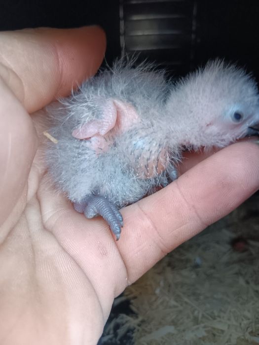 Loris para criara a mão