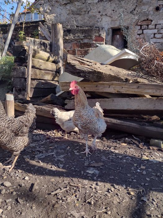 Kogut kogucik młody