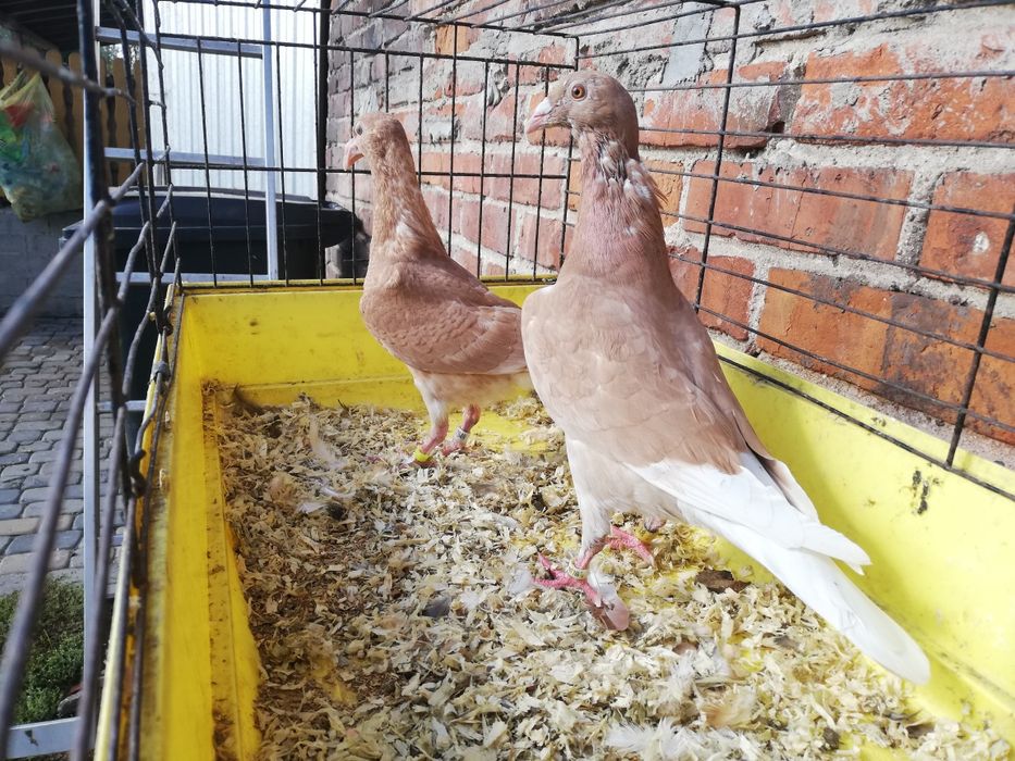 Gołębie Żółte i czerwone pocztowe