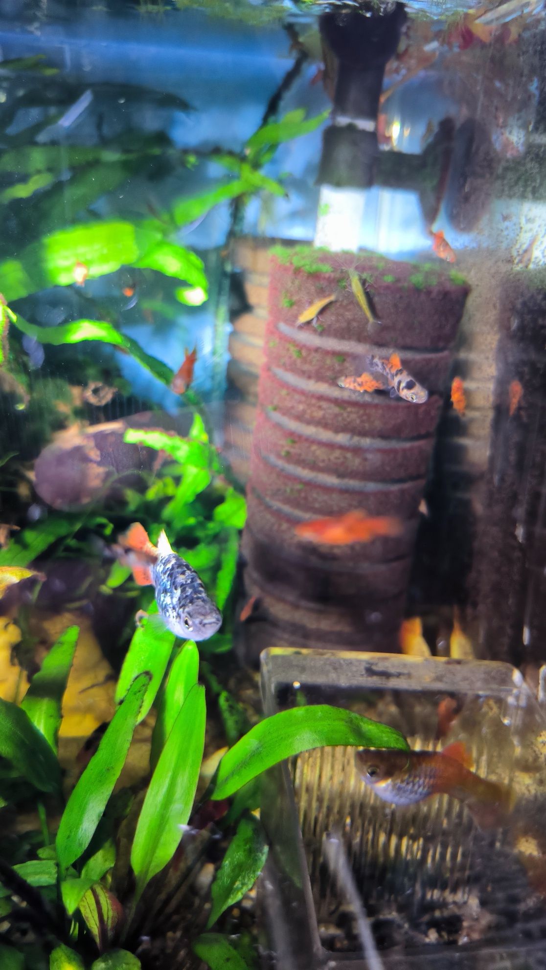 Peixe platy juvenil