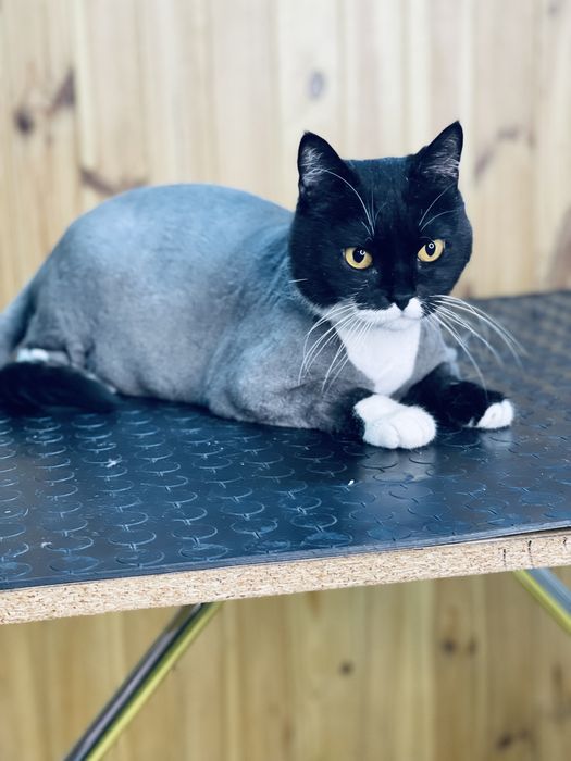 Стрижка(груминг)котов