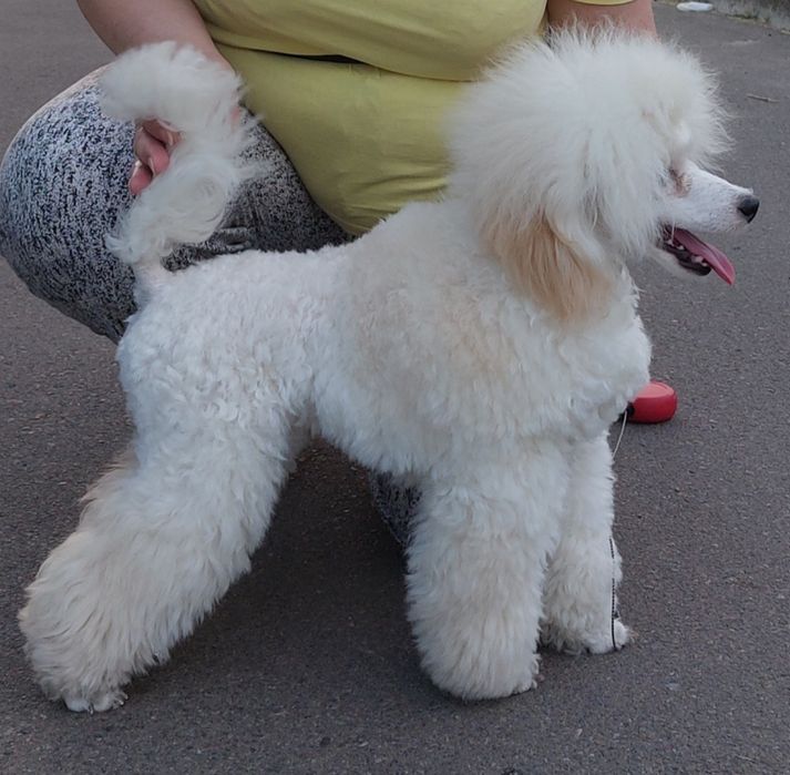 Пуделі сірі і білі на В'язку