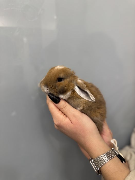 Шоколадні деклративні карликові кролики супер міні