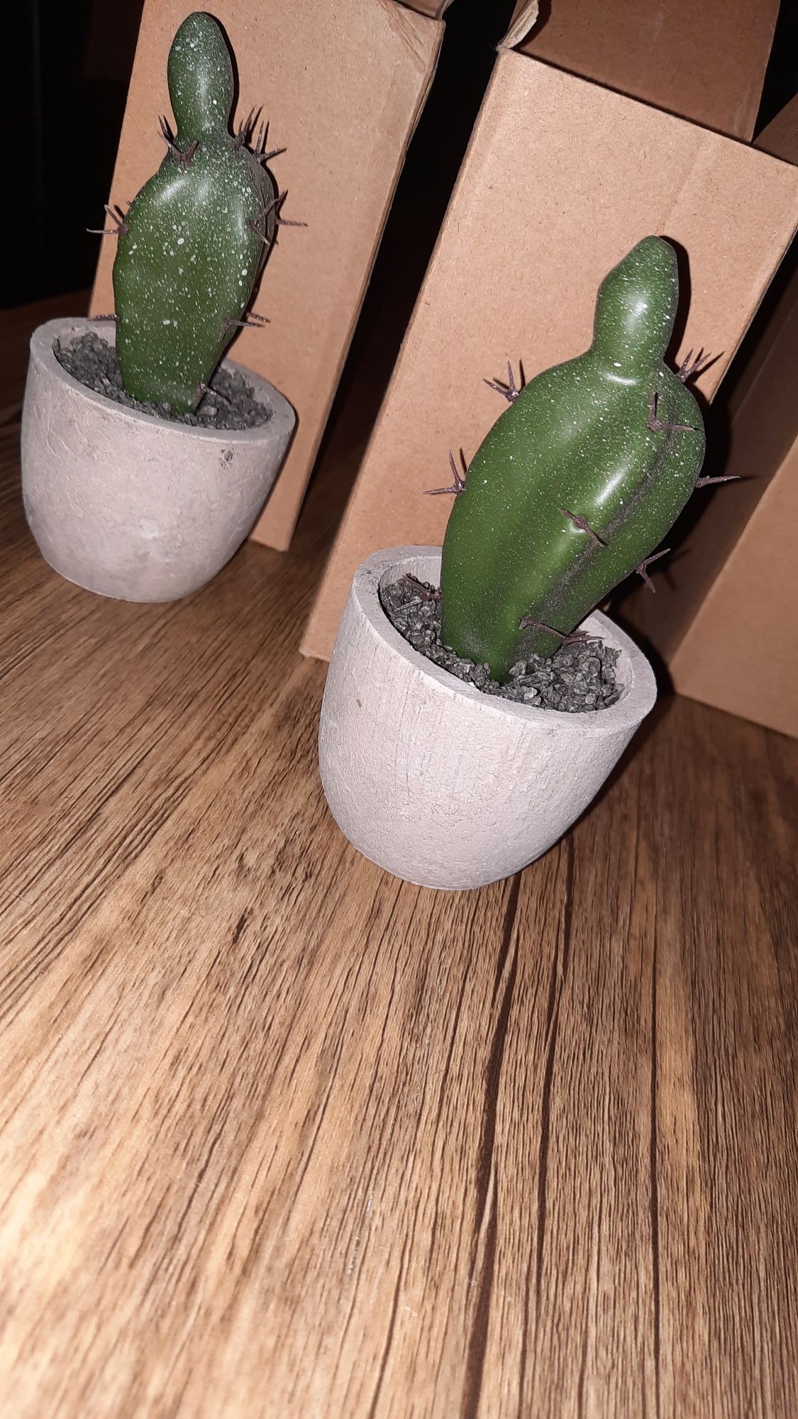 Maly kaktus w doniczce 2 sztuki