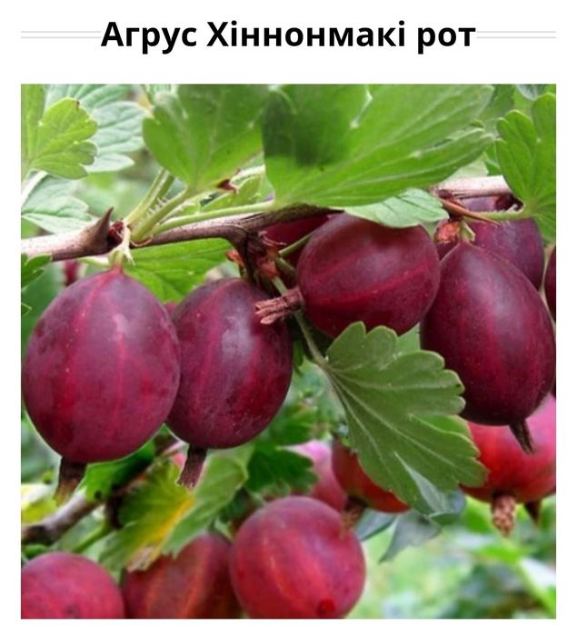 Саджанець  агрусу