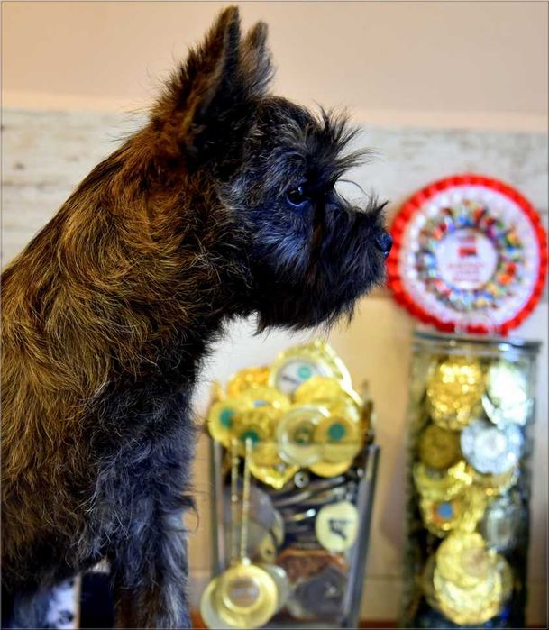 Cairn Terrier - rodowodowy (ZKwP/FCI) piesek po szwedzkim MULTICH