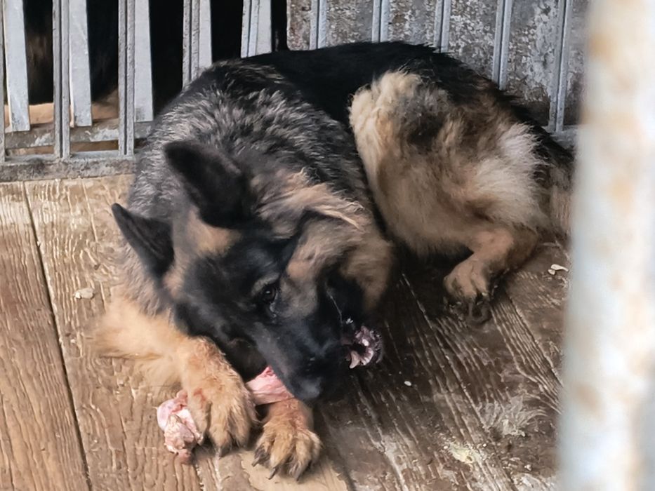 Owczarek niemiecki długowłosy