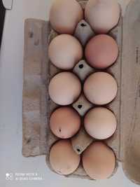 Sprzedam jajka jaja wiejskie swojskie ekologiczne