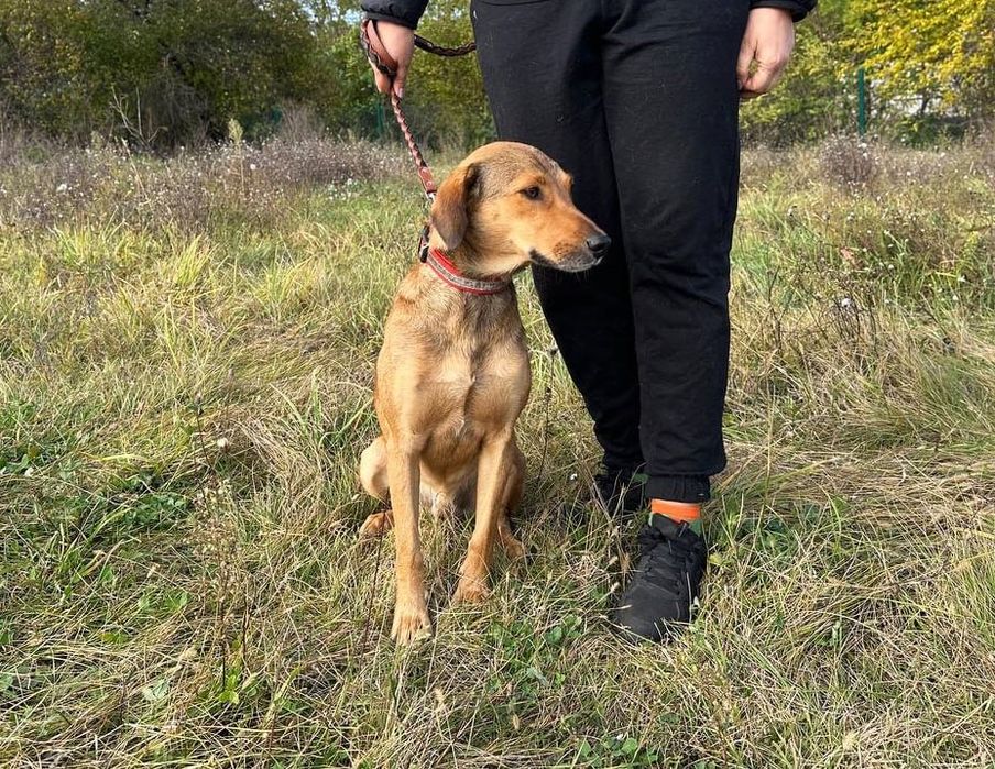 Піксель. Розумний песик шукає дім, в добрі руки