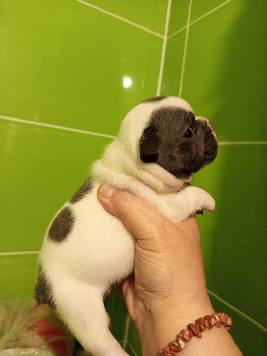 Дівчатка французькі булочки