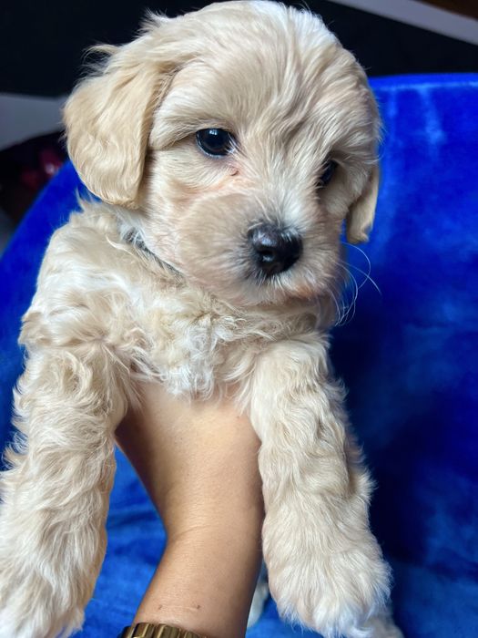 Maltipoo śliczny chłopiec