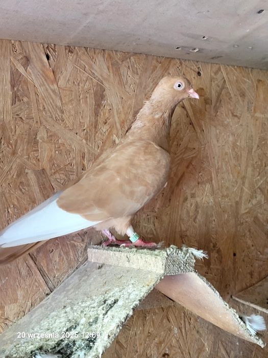 Gołębie budapeszty, deresze, ciaposze