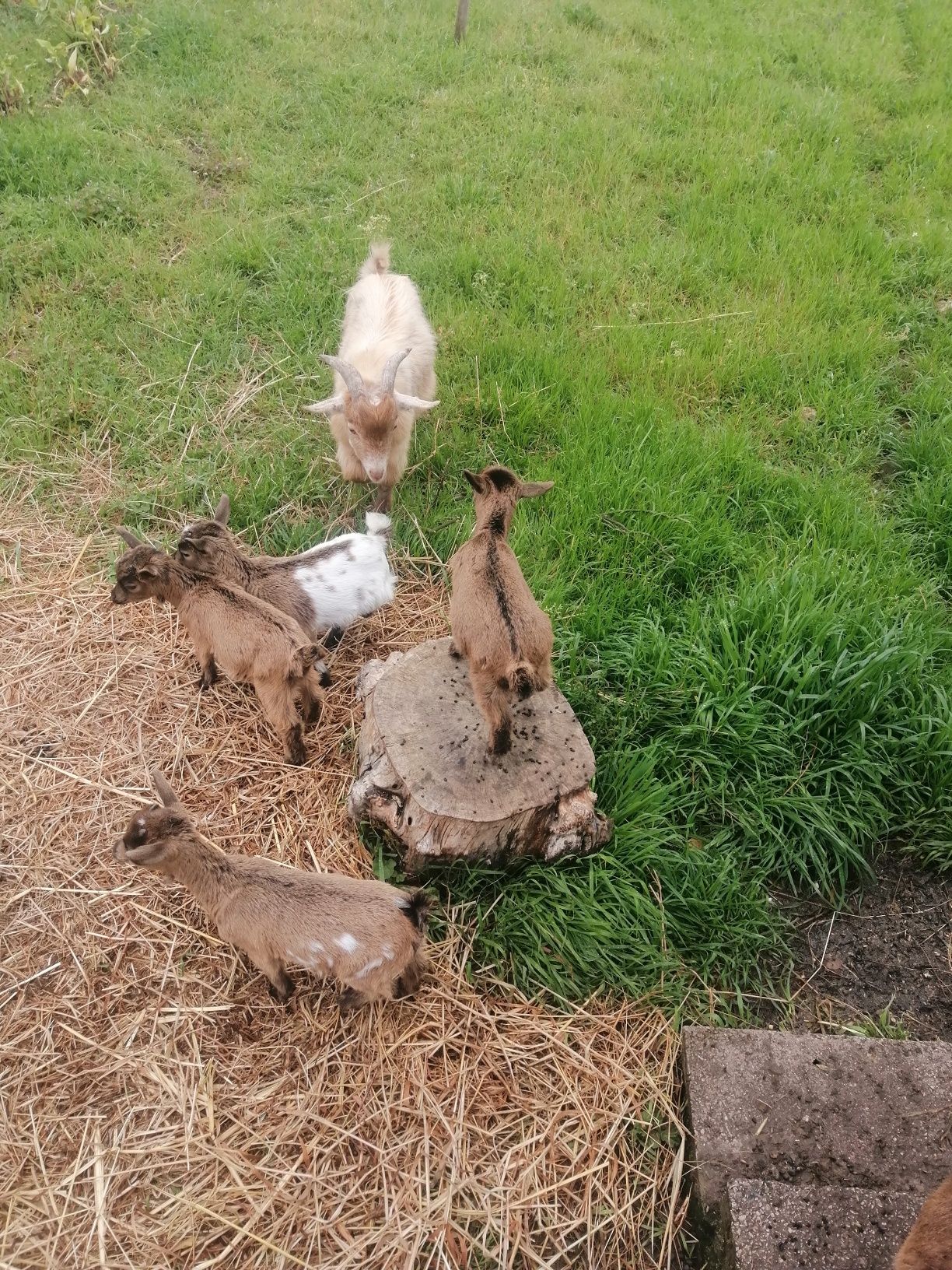 Vendo cabrito anão e cabritas anãs