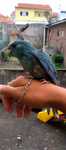 Vendo correntes para aves