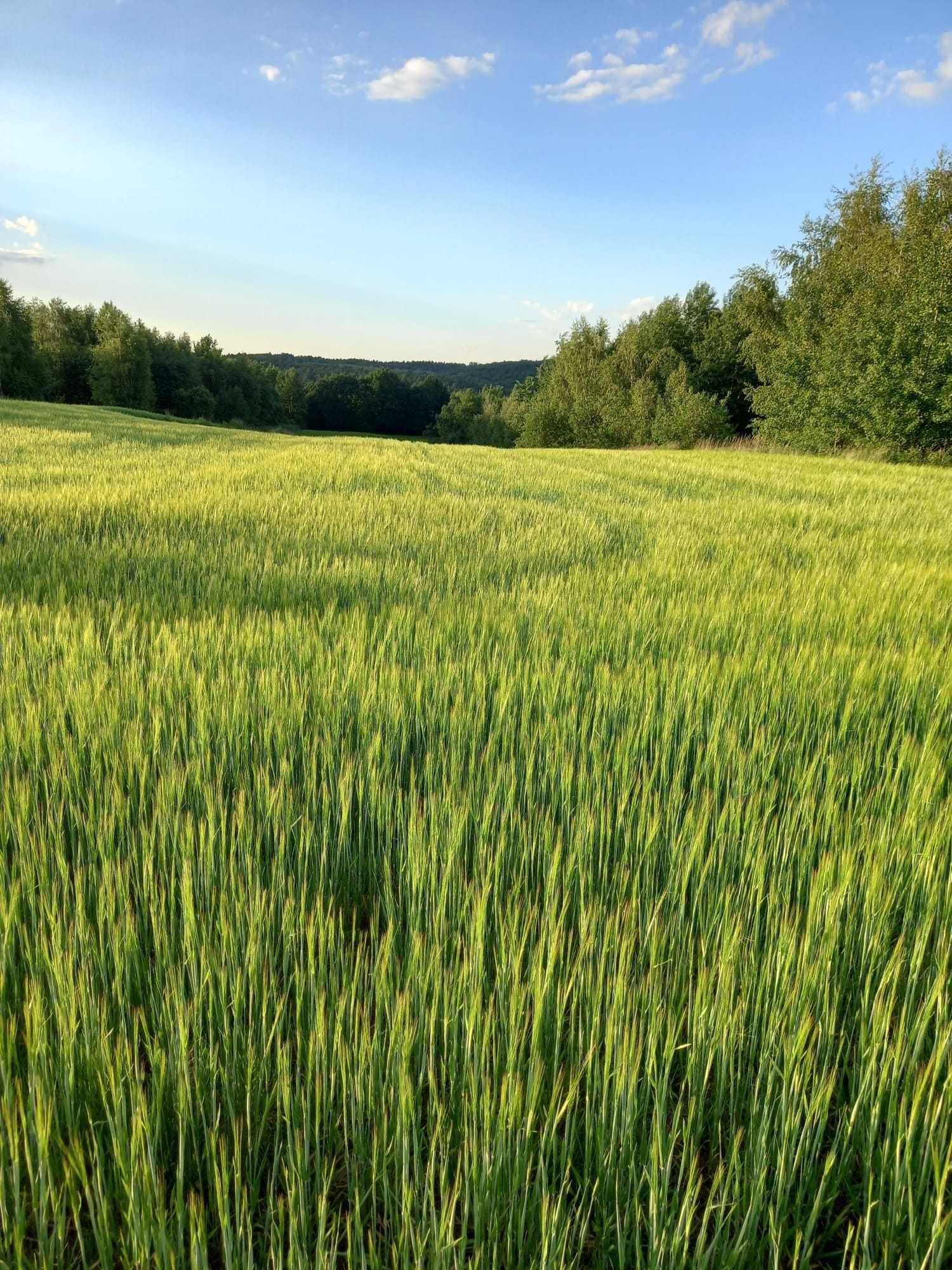 Sprzedam działkę rolną