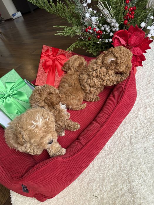 Найкрасіші цуценятка під ялинку мальтипу