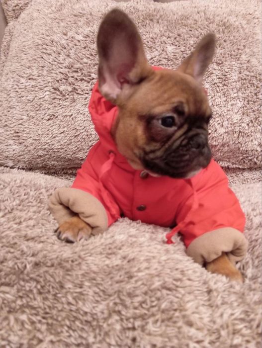 Цуценята французького бульдога шукають родину!