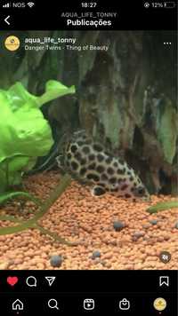 Peixe gourami Leopardo Agua doce/Quente