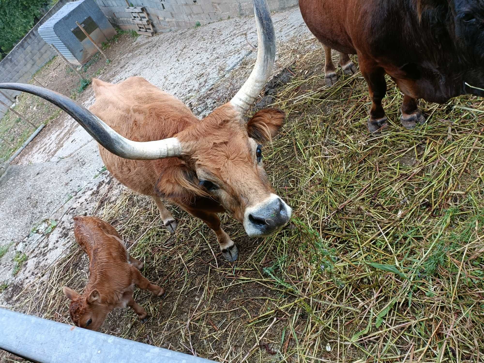 Vendo Vaca barrosã e vitelo