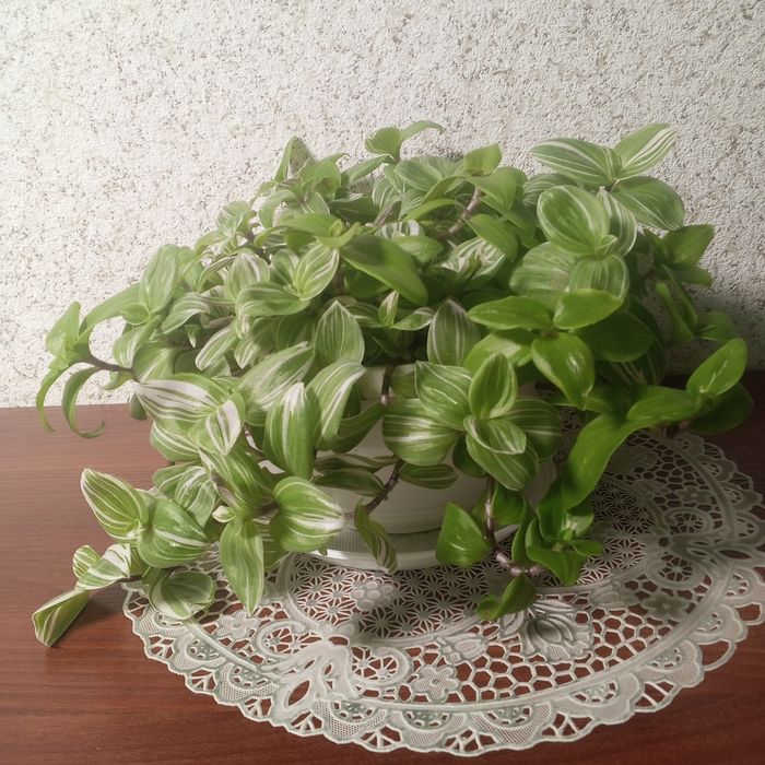 Продам традисканцію