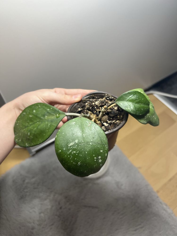 Hoja hoya obowata silver splash