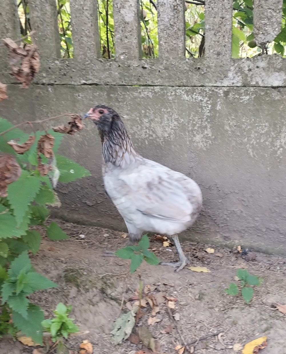 Same Kury araucany/araucana bezogoniaste