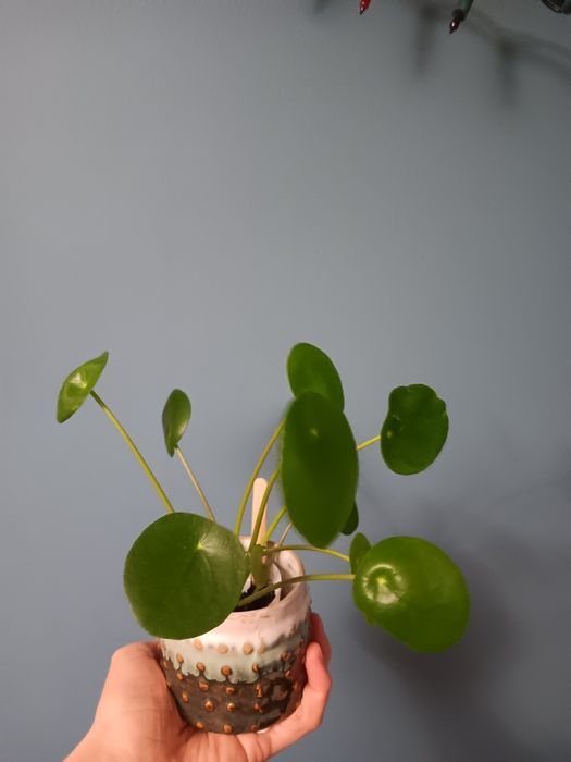 Pilea pieniążek roślina domowa
