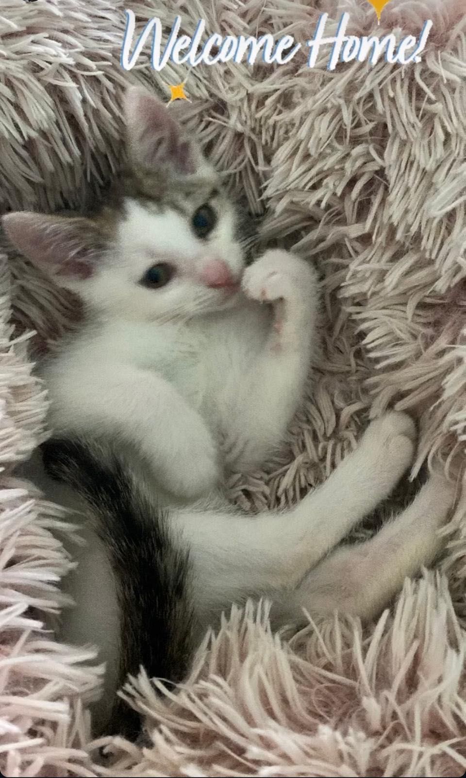 Malutkie kocięta do adopcji