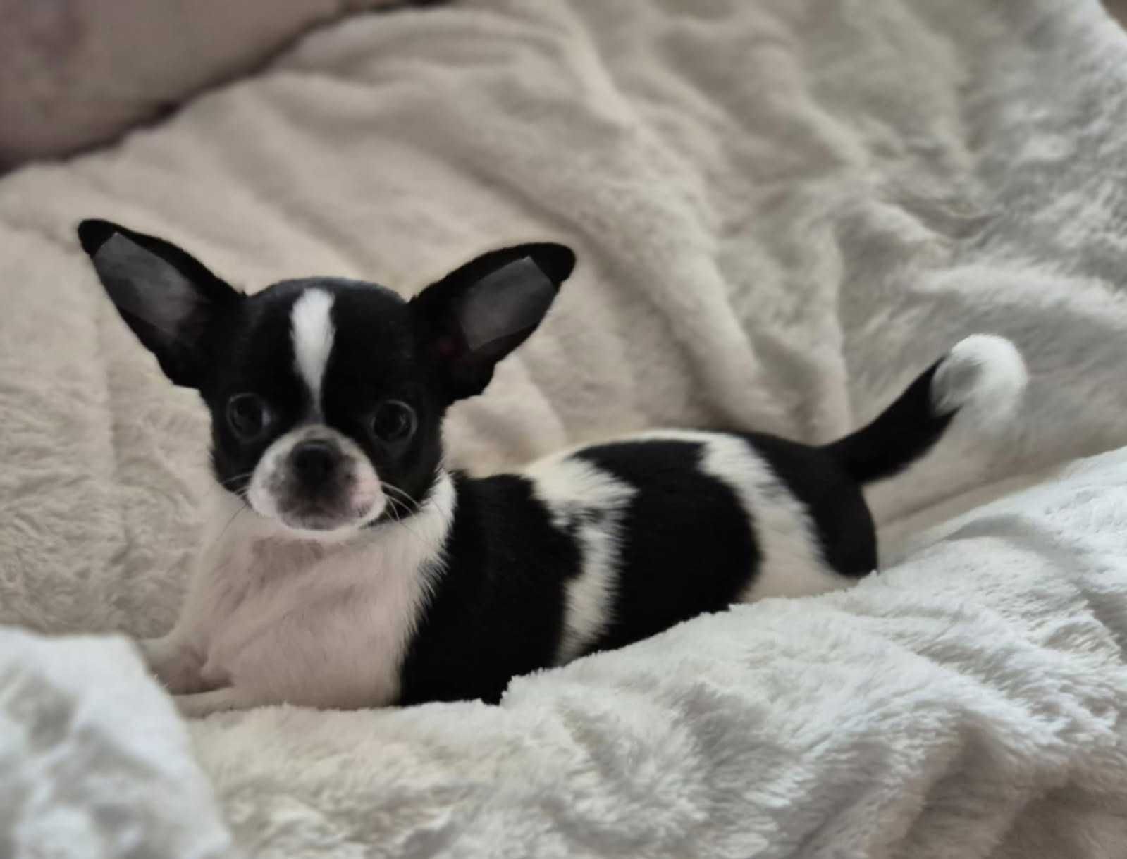 Chihuahua krótkowłosa suczka ZKwP FCI