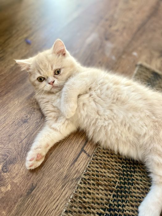 Beżowy kotek egzotyczny, pers krótkowłosy, exo, egzotyk