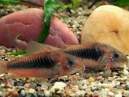 GB Kirysek spiżowy, kirysek metaliczny (Corydoras aeneus)