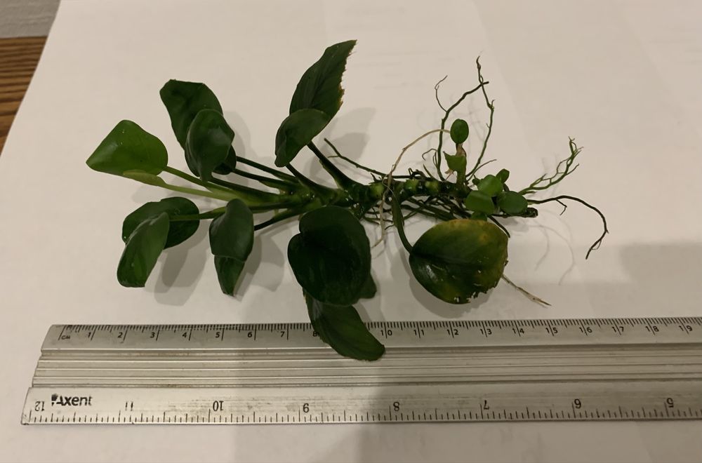 Кущі Анубіас Нана