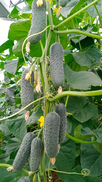 Теплиця + ділянка, Трипілля