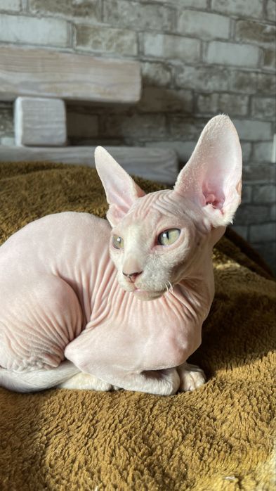 Сфінкс, хлопчик 4 міс., красень